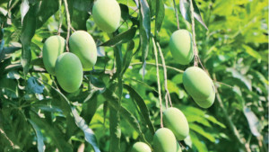 রাজশাহীর আম ফলনে  স্বস্তি, দাম নিয়ে শঙ্কা