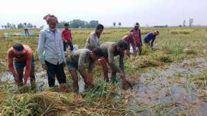বৃষ্টি ও উজানের ঢল, বিস্তীর্ণ জমির ধান পানির নিচে