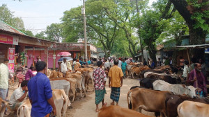 নিষেধাজ্ঞা উপেক্ষা করে চোরাই পশুর হাট, নীরব প্রশাসন