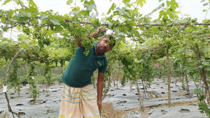 ১১ মাসেই ফলন, মিষ্টি আঙুরে ব্যাপক সাড়া