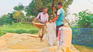 খাদ্য বিভাগ উদ্যোগী হলে হাওরে ক্ষতি কমানো যেত