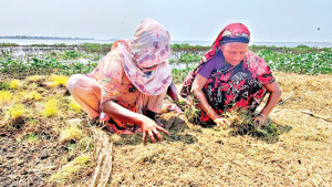 ‘পচা ধান দিয়া কিতা করুম’