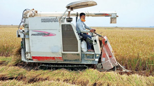 হারভেস্টার ভাড়া আড়াই গুণ গুনছেন চাষি