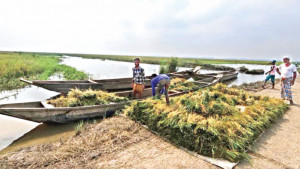 বাঁধ কেটে হাওরের পানি নামাতে চান কৃষকরা