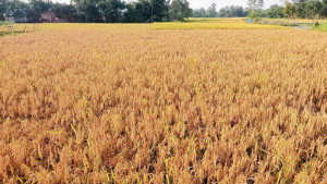 মাধবপুরে শ্রমিক সংকটে ঝুঁকিতে পাকা ধান