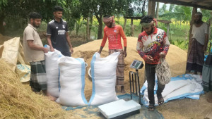 চলনবিলে ‘ঢলন’ প্রথায় বাড়তি চাপ হাসি নেই কৃষকের