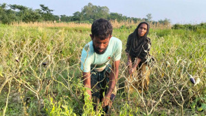 অতিবৃষ্টিতে সর্বনাশ সবজিক্ষেতের