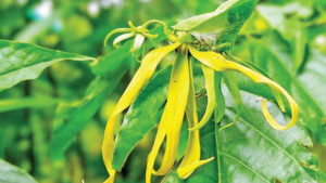 অপরূপ চাঁপায় সুগন্ধের মায়া
