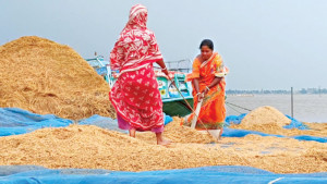 এক মুঠো ধানও ছাড়তে চান না হাওরের নারীরা