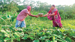 আইল দেখাল বড় আয়ের পথ