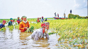 ‘কষ্টের ফসল অহনো পানির তলে, কাটবার মানুষ পাই না’