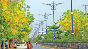 সোনালু-জারুলে সেজেছে রাজশাহী