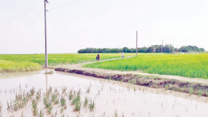 মেঘনাবেষ্টিত ৬ চরে  নেই আশ্রয়কেন্দ্র