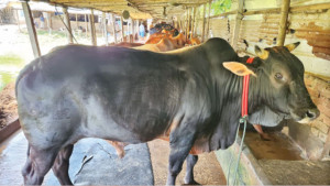 কক্সবাজারে খামারে চলছে কোরবানির পশু বেচাকেনা