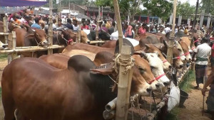 আড়াই কোটি টাকা কমে গরুর হাটের ইজারা