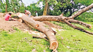 বোয়ালমারীতে খাল খননের সুযোগে বনায়নের গাছ লুট
