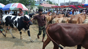 ‘৫ গরুর দামে অহন ৭ গরু বেচতাছি’