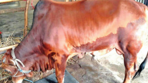 ঐতিহ্যবাহী ‘লাল বিরিষ’ গরুতে আগ্রহ ক্রেতার