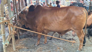 ঈদ ঘনিয়ে এলেও পশুর হাটে ক্রেতা কম, দর্শনার্থী বেশি