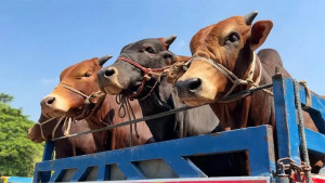 র‍্যাব ক্যাম্পের পাশ থেকে ব্যবসায়ীর গরু লুট