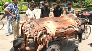 চামড়ার বাজারে মন্দাভাব, সংগ্রহের লক্ষ্যমাত্রা কমিয়েছেন ব্যবসায়ীরা