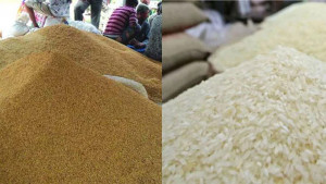 বন্যার কারণে ১২ দিন আগেই ধান-চাল সংগ্রহ শুরু করছে সরকার