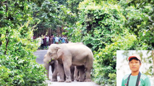 গারো পাহাড়ের ‘বুনো বন্ধু’