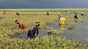 হাওরের ফসল নষ্টে পরিকল্পনা কতটা দায়ী