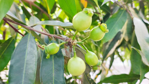 আবার থোকায় থোকায় ঝুলুক গোলাপ জাম