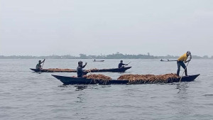 হাওরে নৌকায় এসে কৃষকের ধান লুটের চেষ্টা