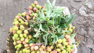 লাভের আশায় দেদার বিক্রি অপরিপক্ব লিচু