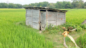 সংকট কাটেনি জ্বালানি তেলের ফসল উৎপাদনে ধসের শঙ্কা