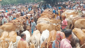 ইজারায় নেতাদের সমঝোতা, সরকারের রাজস্ব তলানিতে