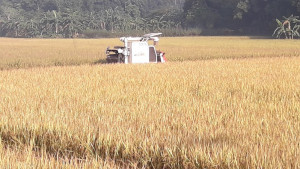 কৃষককে মানসম্মত কৃষি উপকরণ সরবরাহে কাজ করছে বামা