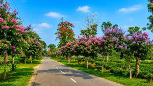 সড়কের পাশে জারুল ও কৃষ্ণচূড়ায় রঙের উৎসব