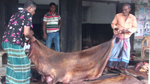 নাটোরে চামড়ার আড়তে সিন্ডিকেটের অভিযোগ