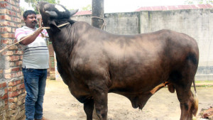 এবার কোবানির হাট কাঁপাবে ‘দিনাজপুরের সম্রাট’