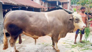 ওজনে ‘নেইমার’ ৩৫ মণ, দাম ১২ লাখ টাকা