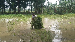 টানা বৃষ্টিতে পানির নিচে মুগ-বাদামের ক্ষেত, শতকোটি টাকার ক্ষতি 
