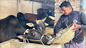 ভারতীয় গরু আসা বন্ধের পর ঘরে ঘরে পশু পালন
