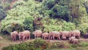 ফাঁদ পেতে হাতি হত্যার চেষ্টা, সতর্ক করে বনবিভাগের মাইকিং