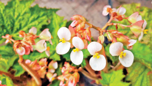 সৌন্দর্যে অনন্য স্টার বেগোনিয়া