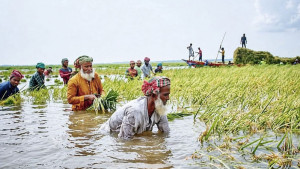 ‘৮ খানি খেত করছি, সব পানির তলে’ 