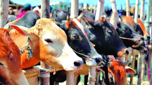 পশুর হাটে দালালের দৌরাত্ম্য অসহায় ক্রেতা-বিক্রেতা