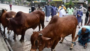 নিরাপদ কোরবানির গরু নিশ্চিতে প্রশাসনিক কর্তব্য