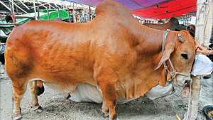 ছোট গরুর চাহিদা বেশি, বড় গরুর দর্শক