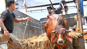 ছোট গরুর অস্বাভাবিক দাম