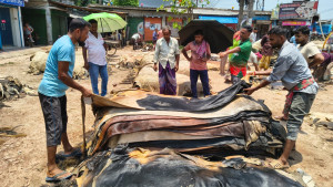 দক্ষিণ-পশ্চিমাঞ্চলের সর্ববৃহৎ মোকাম রাজারহাটে চামড়া বিক্রি হচ্ছে ২৫-২৮ টাকা ফুট