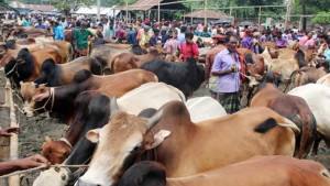 ছোট গরুর চাহিদা বেশি, সক্রিয় দালাল চক্র