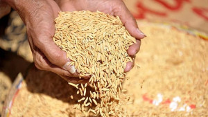 ধান সংগ্রহ উদ্বোধনেই ‘ভুয়া কৃষক’ কাণ্ড